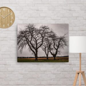 Bäume auf dem Feld an einem grauen Tag